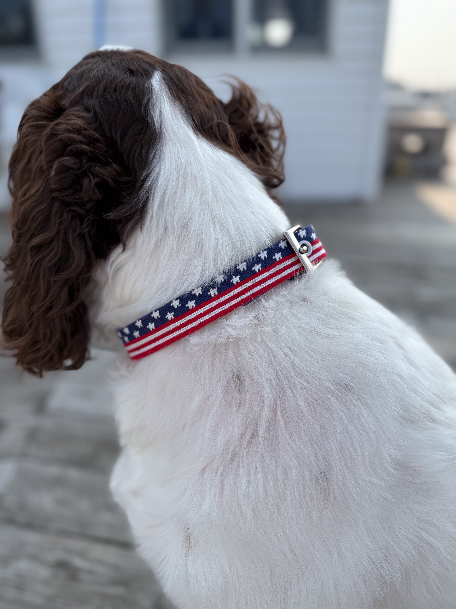 Patriotic Dog Collar